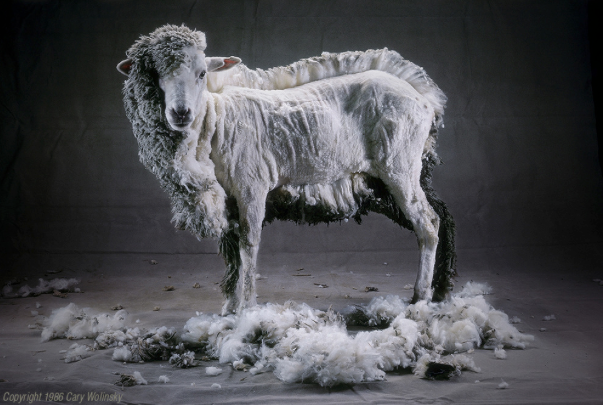 How Do We Know Sheep Aren’t Hurt in the Making of This Product?
